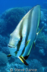 Batfish: There were a number of them and they were very i... by Steve Dance 